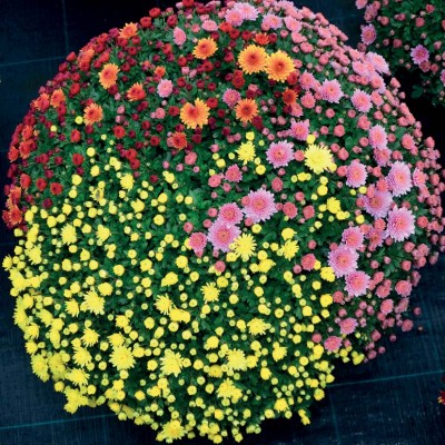 PROFESIONÁLNÍ SUBSTRÁT - pro chryzantémy se zvýšeným obsahem živin